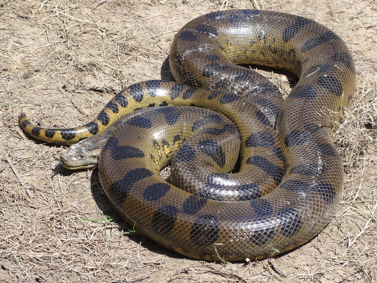 Зеленая Анаконда (eunectes murinus)