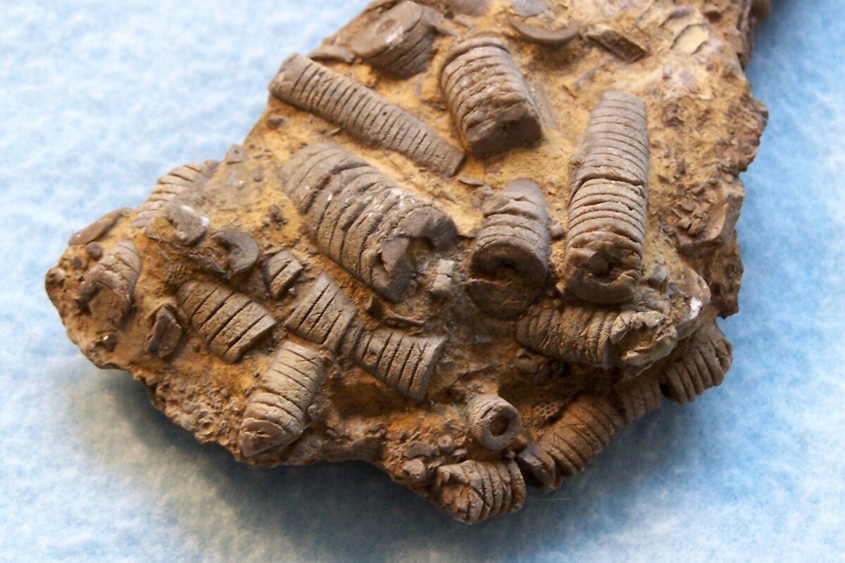 Источник фото: https://upload.wikimedia.org/wikipedia/commons/b/b2/Crinoids.jpg