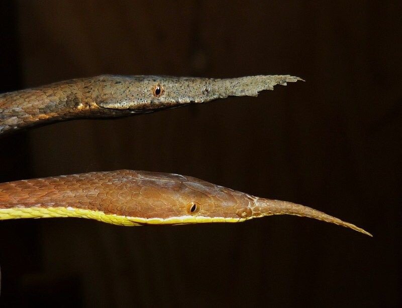 Langaha madagascariensis. Листоносый мадагаскарский уж. Листоносая змея. Лангаха Мадагаскарская. Мадагаскарская змея