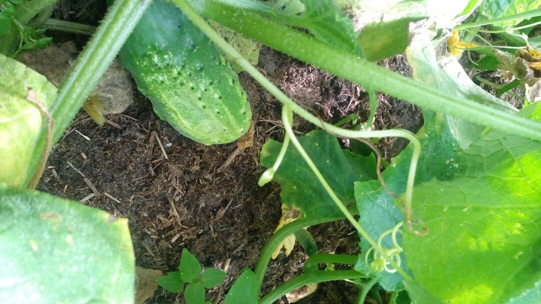 Старый добрый сорт Родничок. Фото автора