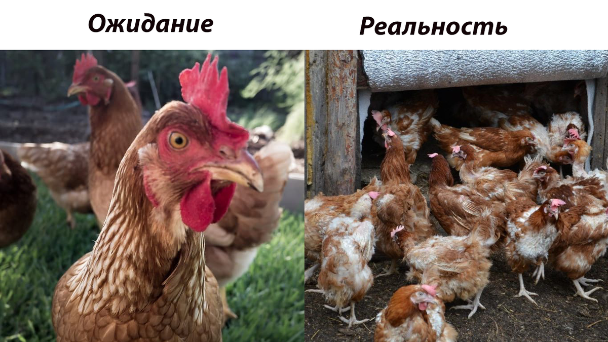 👉🏻Никто не сможет вам подсказать, когда они занесутся, их точный возраст, сколько они будут давать яйцо и занесутся ли вообще. И почему они лысеют-помирают, увы, тоже! Просто будьте разборчивы и критичны при покупке! 
✅Какие последствия такой покупки?
Дело в том, что содержание кур на ПФ сильно отличается от того, что мы себе представляем.
1. Дробное освещение, за сутки свет выключается 3 раза на пару часов и таким образом кура проживает за одни сутки – трое суток и несет почти 2 яйца в день.
2. Наличие антибиотиков и стимуляторов яйценоскости (гормоны) в корме.
3. Птица выращивается 5 мес. и потом несется 15 мес., практически полностью истощая свой биологический ресурс.

Таким образом покупая двухлетних кур мы получаем старую, дряхлую, полностью вынесшуюся птицу. Под воздействием стимуляторов она еще несется около недели, после чего перестает нестись на 2-3-4 месяца, а некоторые вообще не занесутся никогда, да и те что занеслись несутся 1 раз в 2-3 дня.

❗Признаки старых кур:
1. Огромные гребни
2. Они лысые, т.е. много оголенных участков тела
3. Кожа на лапах сморщена.

А теперь посчитайте финансовую составляющую - вы будете кормить и содержать птицу, не получая при этом яйца 2-4мес, а в дальнейшем будете получать 1яйцо вместо трех – положенных молодой птице.

🐣Покупайте молодую, предсказуемую птицу у продавца, которому вы всегда сможете позвонить и задать все вопросы! Это мы!

Доставка Кур-Несушек по Архангельской Вологодской Московской Тверской Новгородской Ленинградской Ярославской и Костромской областям!

🐔Внимание! Мы по-прежнему не берем предоплату, опасайтесь мошенников! Доставка по маршрутам бесплатная.

В наличии:
✅Ломан Браун 4,5 мес. 500руб. коричневое яйцо.
✅Коралл Ник 4,5 мес. 500руб. - розовое яйцо
✅Леггорн 4,5 мес. 500 руб. - белое яйцо
✅Чешский Доминант (рябые, голубые и черные) 4 мес. - 600 руб. - бежевое яйцо
🐓Петухи доминанты под заказ - 700 руб.