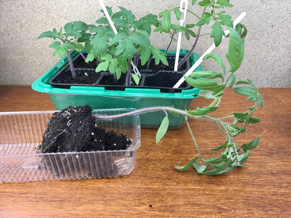 Извлечённый из кассеты ампельный помидор. Земляной ком естественно постаралась не тревожить. Листайте дальше. ⏩⏩