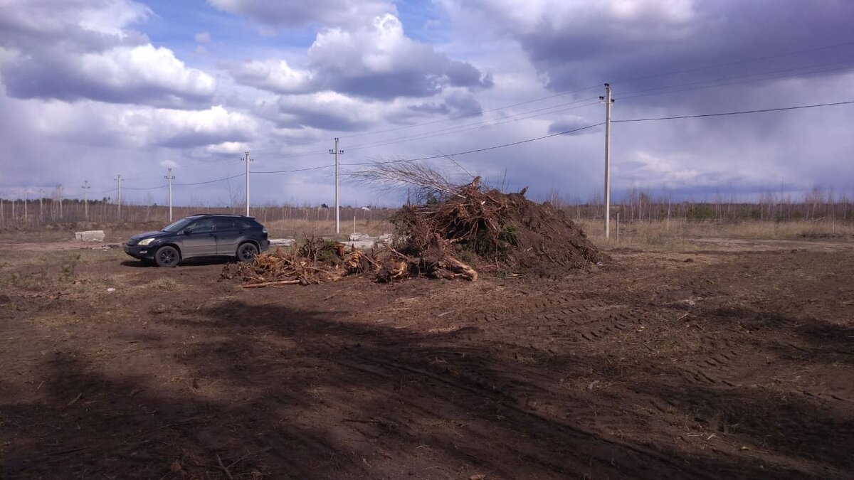 Это только пеньки. 