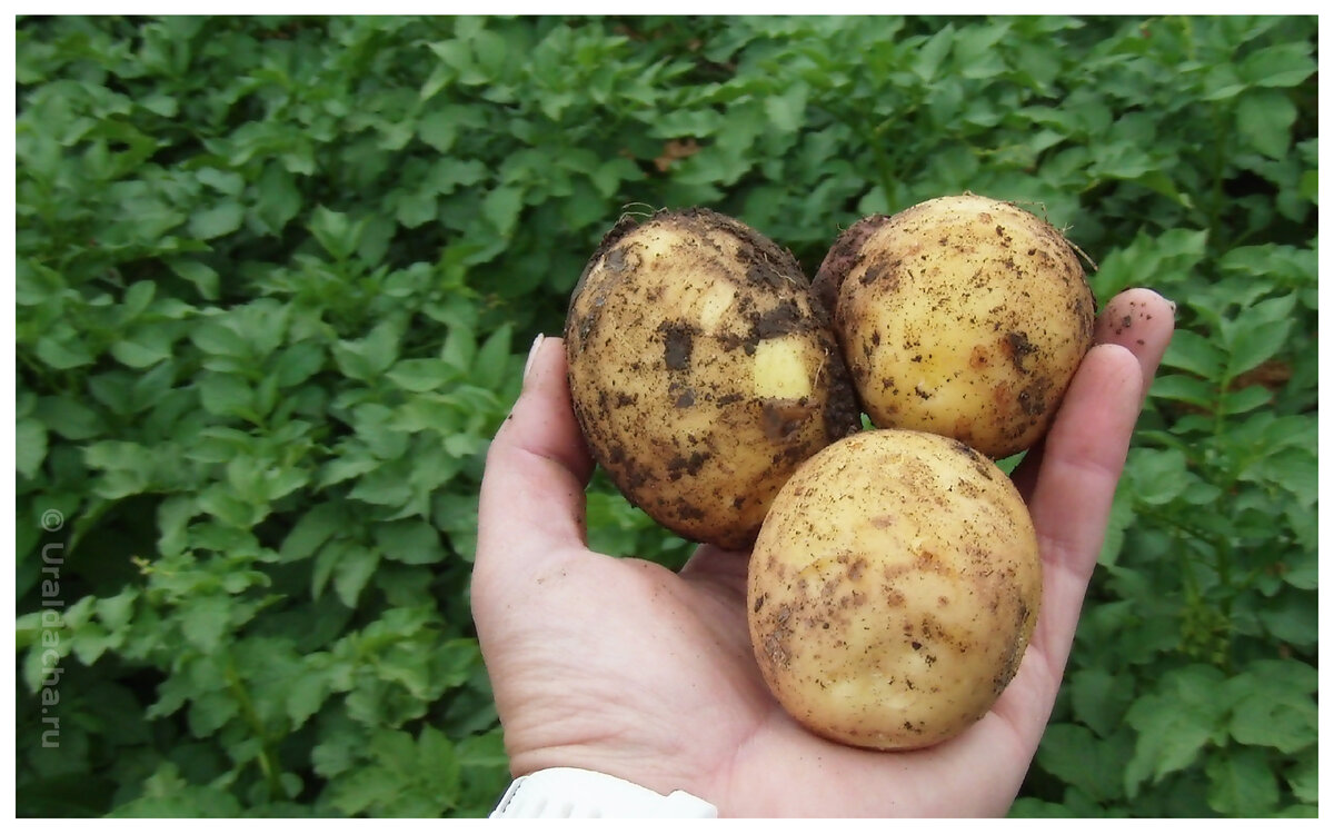 Многие специально сажают картофель рано или используют ранние сорта, чтобы уже через полтора месяца после посадки кушать первый урожай.-3