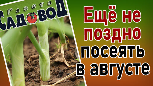 Какие овощи созревают в августе. Предложение со словом сеять. Рытов овощное семеноводство. Сеянный поздно. Сеянный поздно.