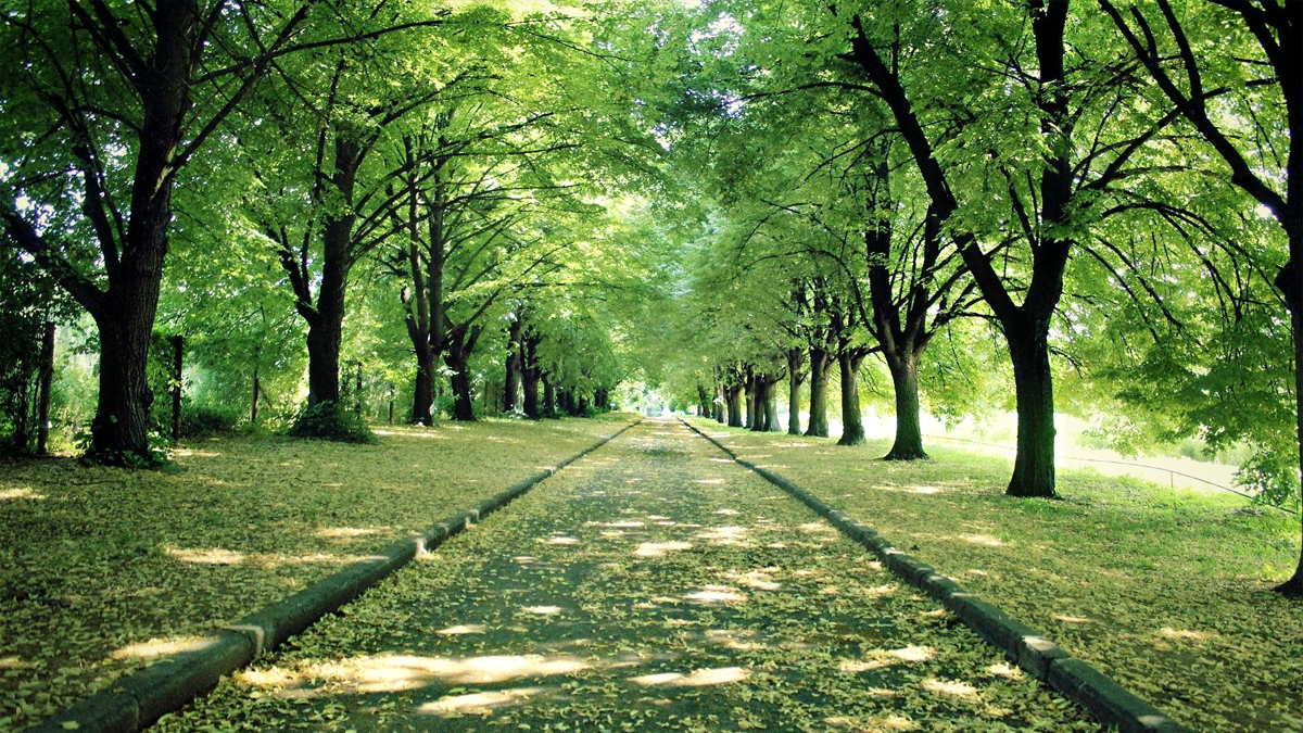 Роль деревьев в природе и их важность