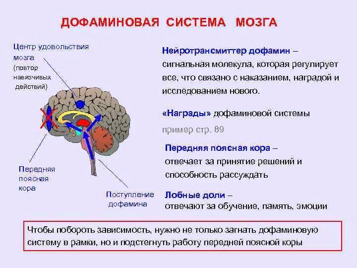 Связан ли. Дофаминовая система головного мозга. Дофаминовые структуры головного мозга. Центры удовольствия в мозге. Центр удовольствия в головном мозге.