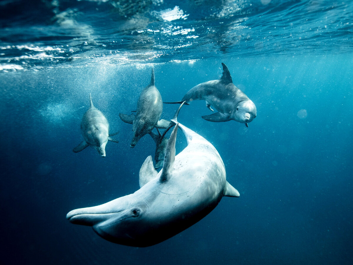 У дельфинов 60 разных сигналов для общения и 5 уровней их комбинаций