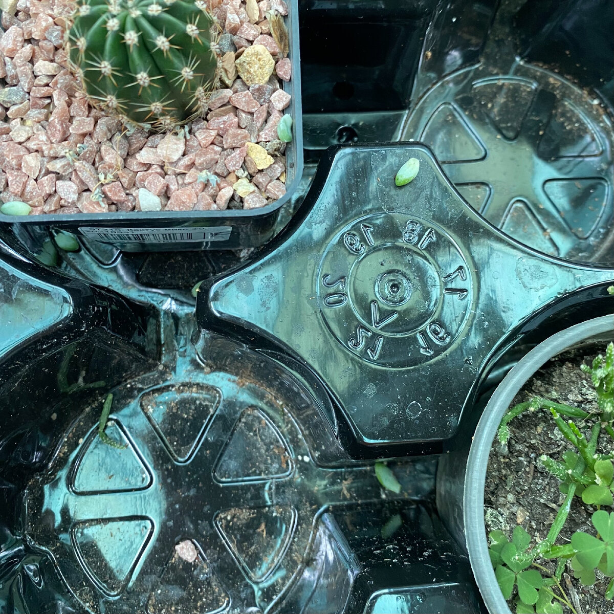 Сколько черенков нашли?