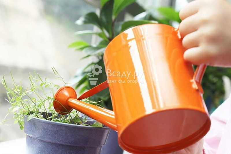 Комнатные растения летом поливают вечером, а зимой - утром