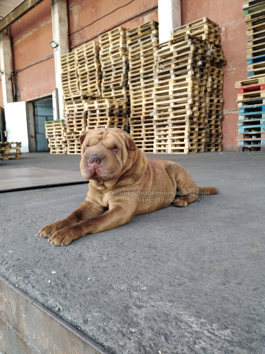 Здесь собачка прожила 3 месяца.