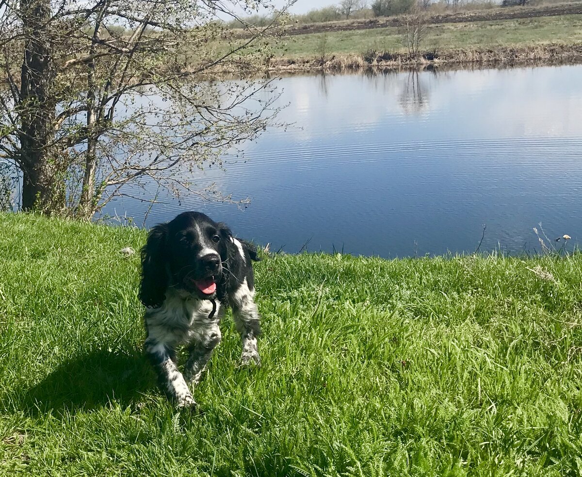 Русский охотничий спаниель