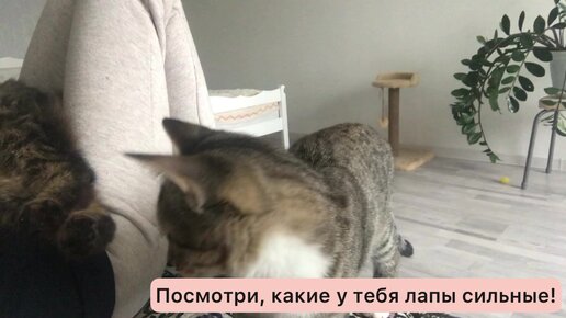 Незабываемое лето большого кота, какое оно было