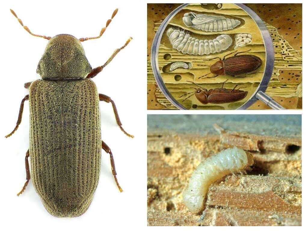 Личинки мебельного точильщика