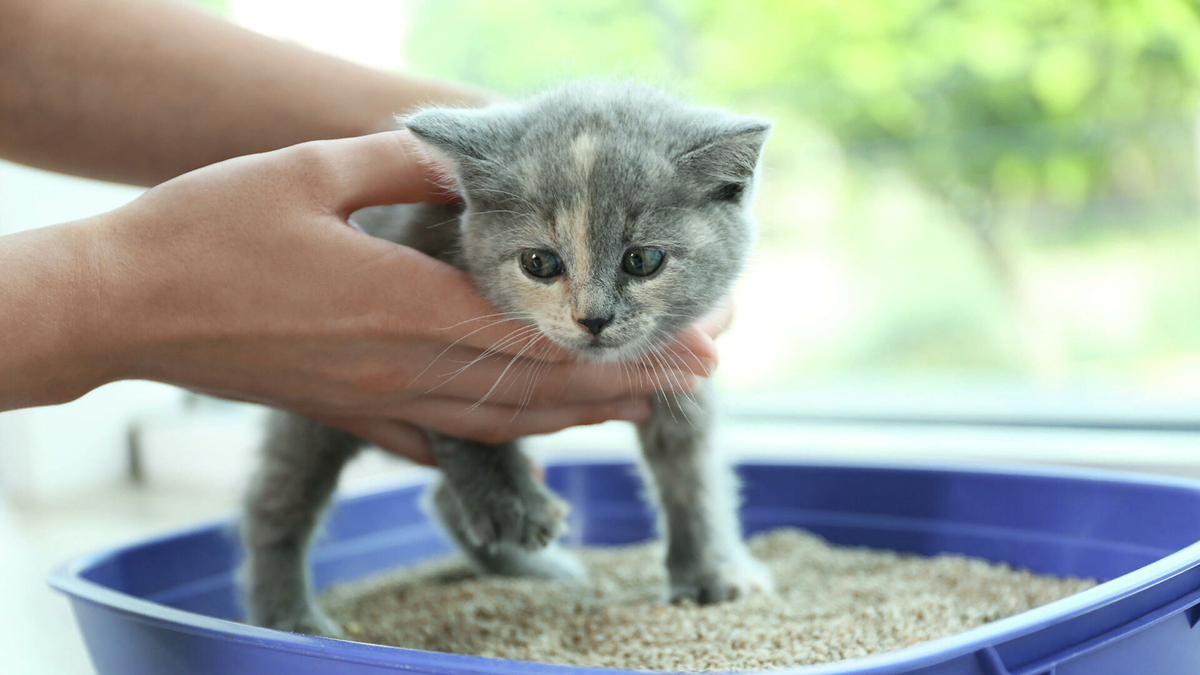 🐱Как приучить котенка к лотку. В каком возрасте это нужно делать | Нос,  хвост, лапы | Дзен