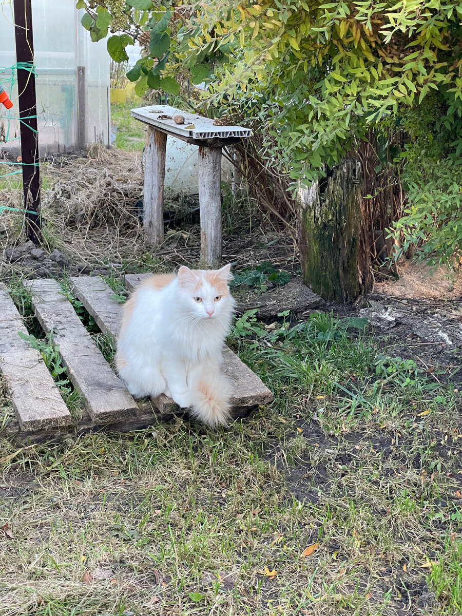 Один из местных сторожил деревни
