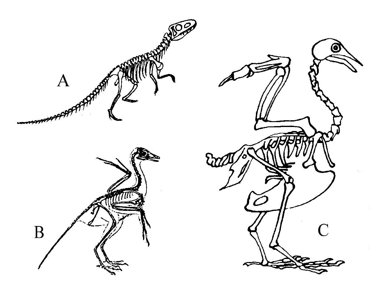 Динозавр, археопрерикс и современная птица похожи, не... не одно и то же. Фото с сайта https://ministeriosprobe.org/MGManual/creation/creatn3.htm