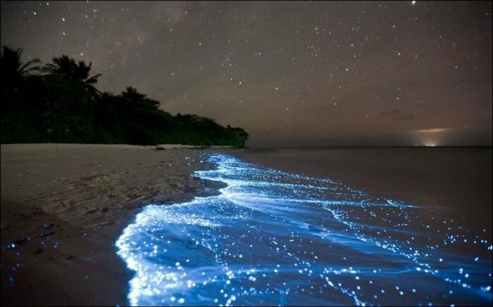 Светящийся биолюминесцентный фитопланктон (Lingulodinium polyedrum) на Мальдивах