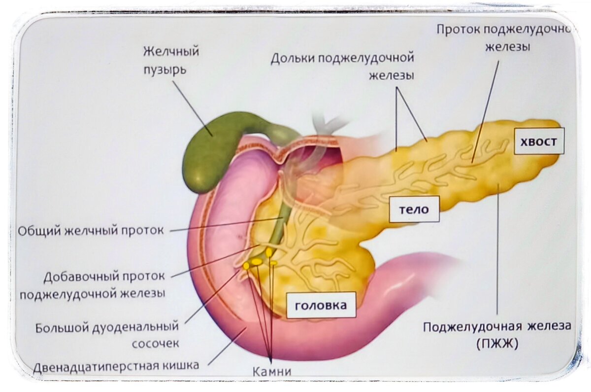 Поджелудочная железа симптомы боли и лечение