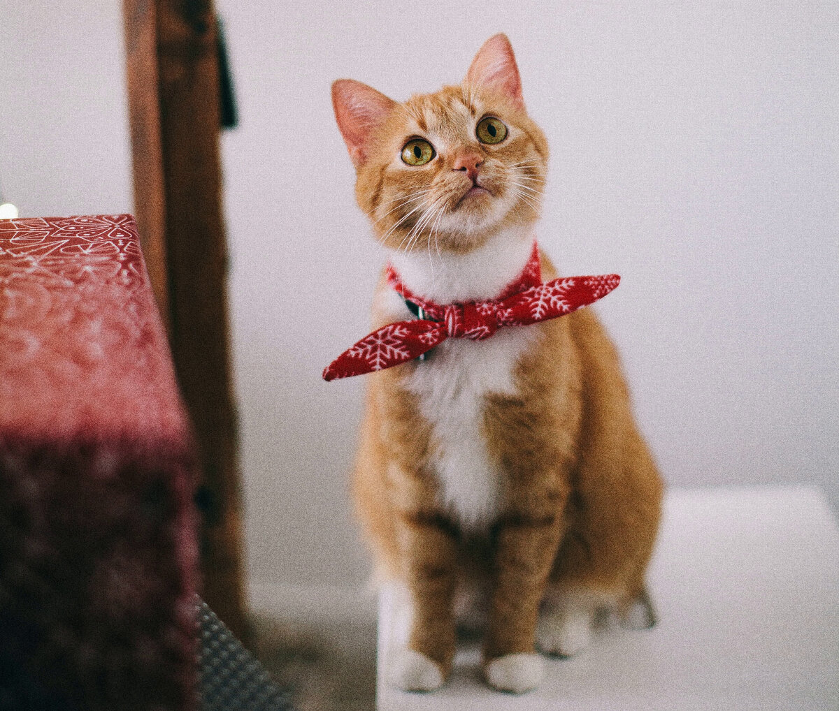 Фото взято с www.pexels.com 