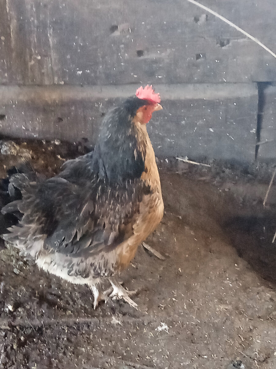 Одна из моих несушек