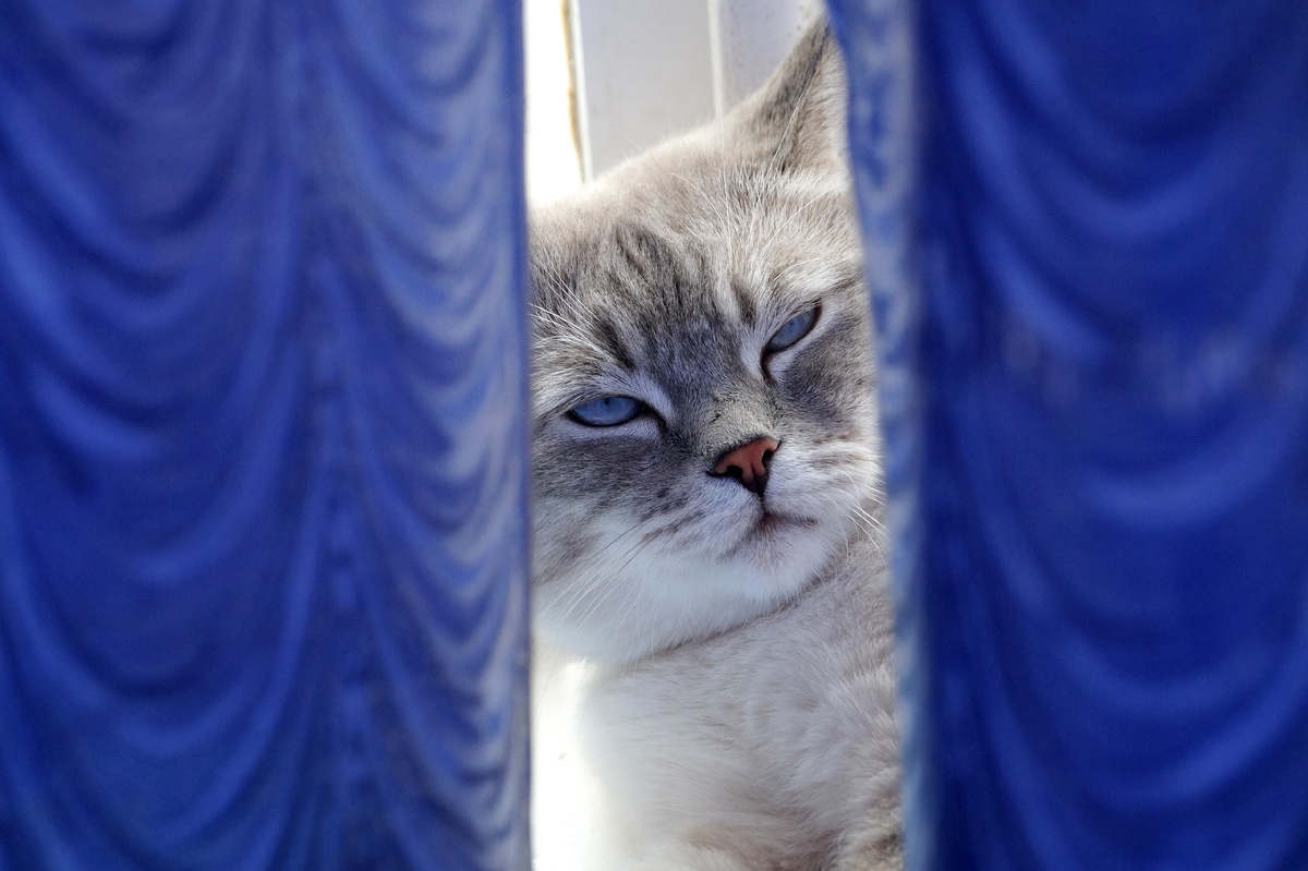 ну вот и как разговаривать с таким котом, который смотрит на тебя как на котораба? как к его совести взывать, если там нет ее и не было?