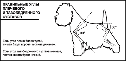 Схема груминга вест хайленд уайт терьера