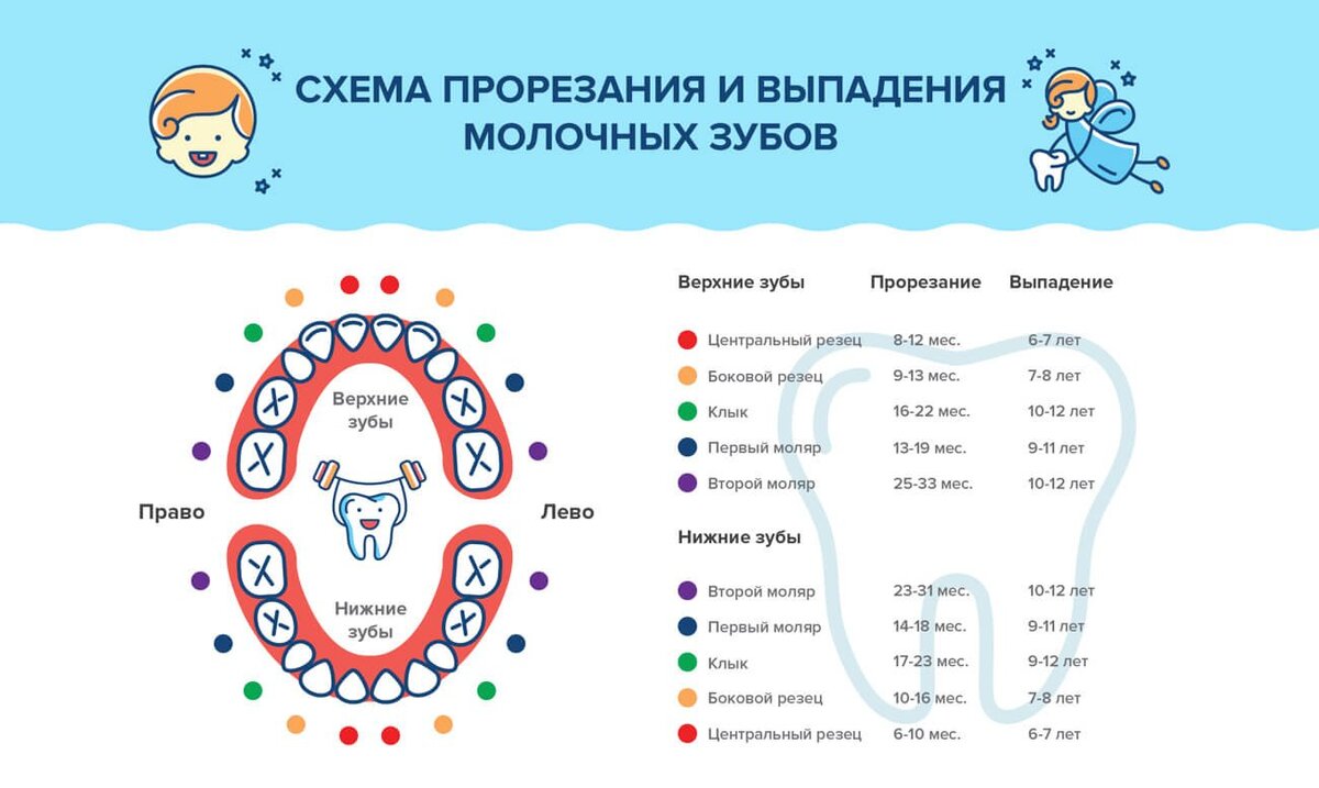 Молочные зубы схема прорезывания и выпадения