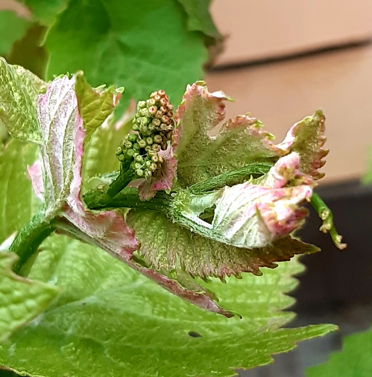 Виноград ожил...