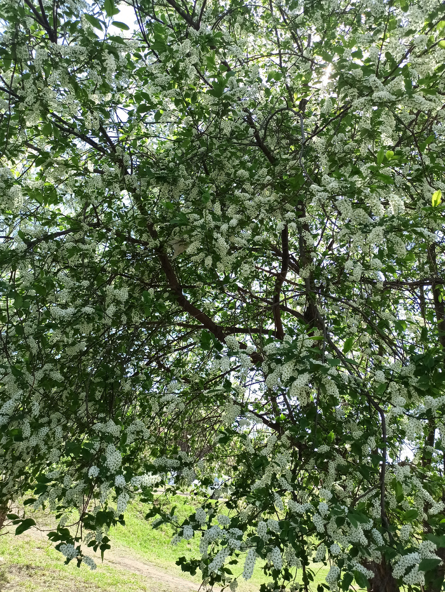 Черёмуха в этом году особенно ароматная! 