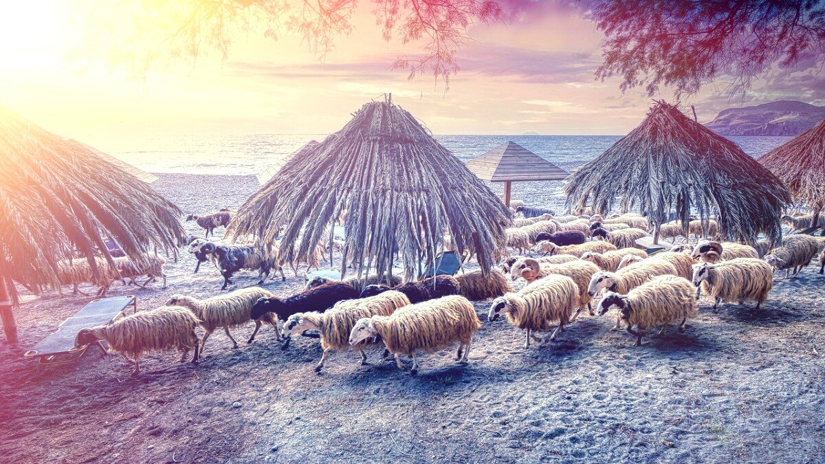 овцы на Крите, фото pixabay.com