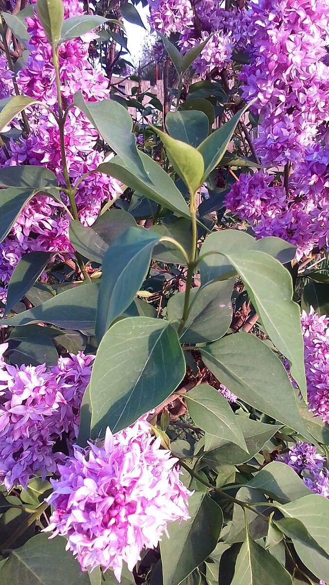Цветёт  сирень в нашем саду.  Благоухающая  сладкими ароматами  прекрасная сирень.  Несмотря  на засуху  и жару в  нашем районе  Алтайского края  расцвела  наша красавица  душистая.