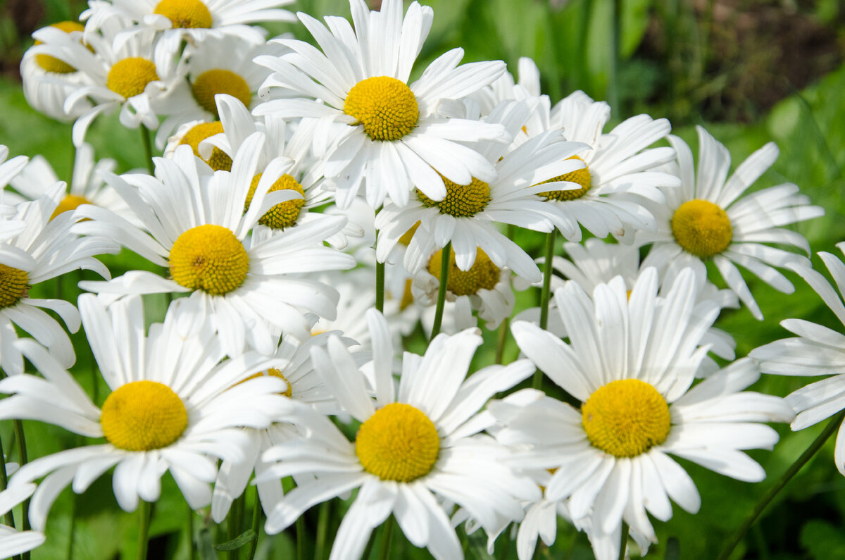 Травы для молодости, красоты и оздоровления кожи | Зелёная стрекоза 🌼🌼🌼  | Дзен