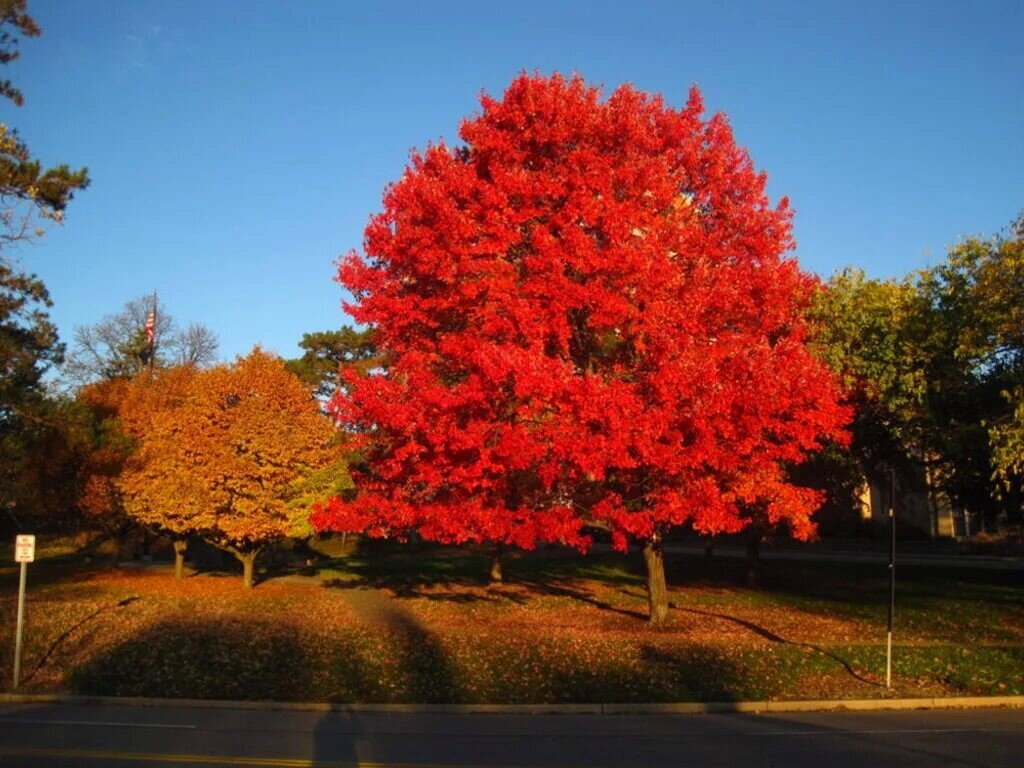 Самое распространенное дерево Канады