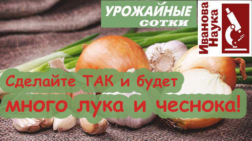 Чеснок и лук желтеют? ЭТО МОЖЕТ БЫТЬ РЖАВЧИНА! НЕ ДАЙТЕ ОГОРОДУ ЗАРЖАВЕТЬ! Борьба с ржавчиной: причины, последствия и их устранение.