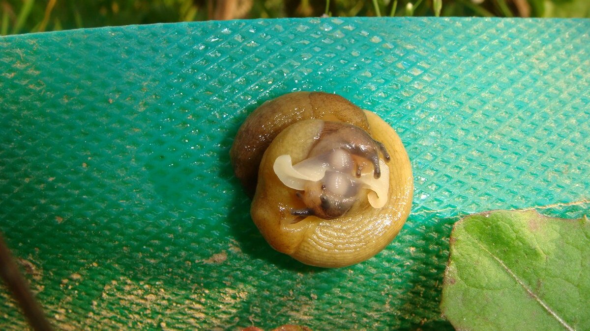 Вот такие простые