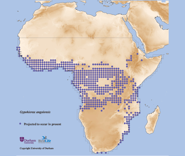 Вот те три точки на краю Африки и есть та самая популяция. Видите, как далеко они забрались от основной массы своих товарищей? 