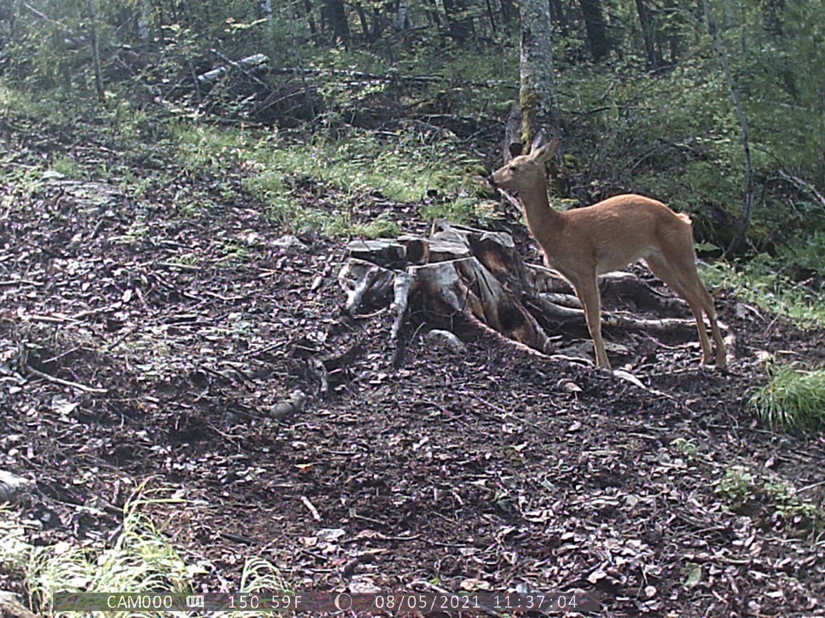 Косуля на солонцах. Фотоловушка. Материал Евгения.