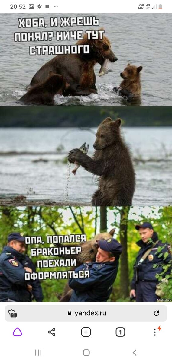 Меддведь папался