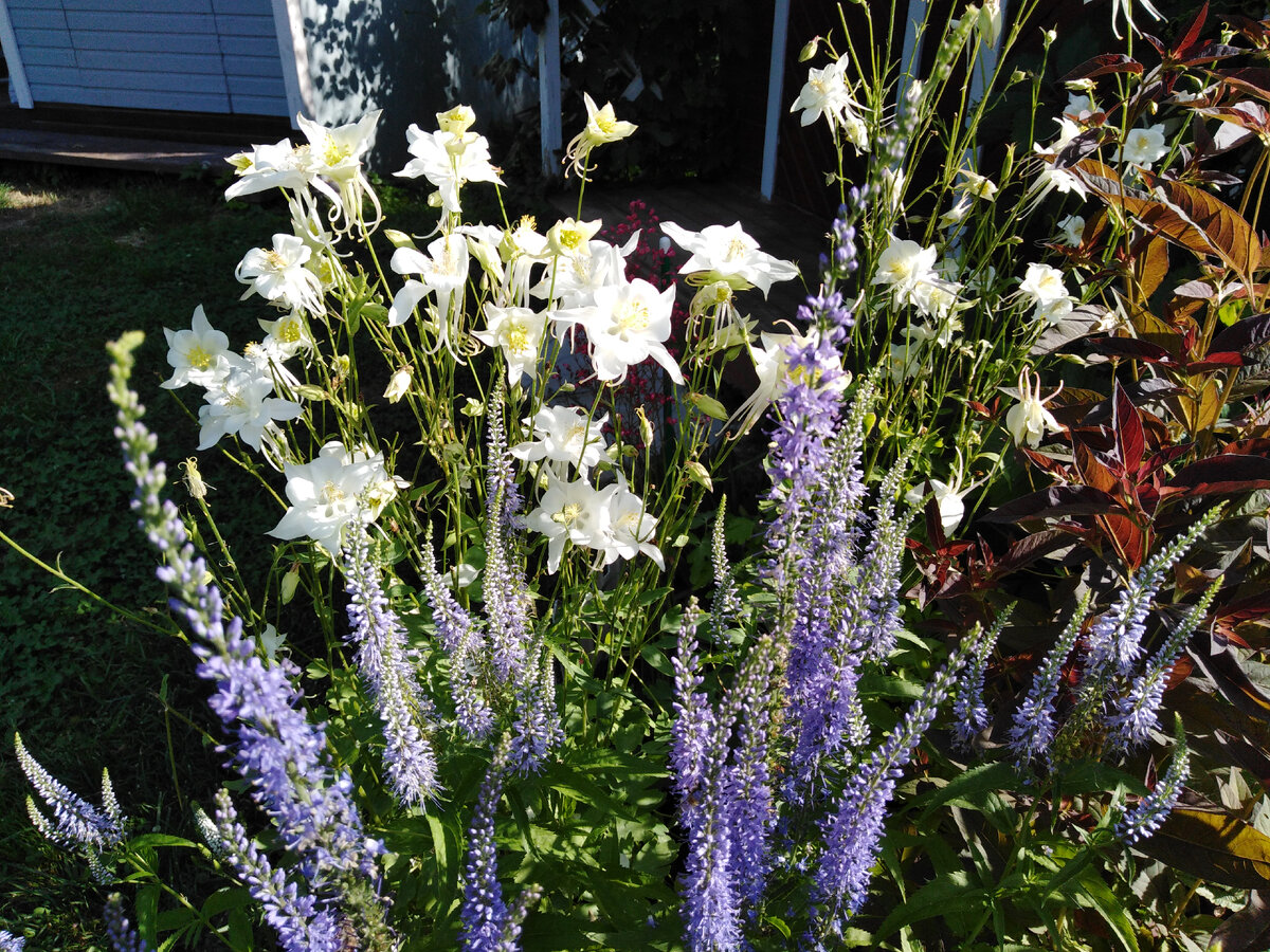 Аквилегия "Кристалл"