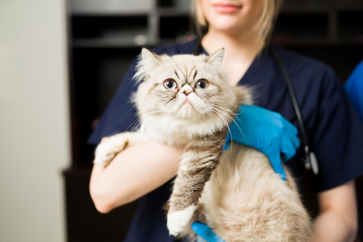 Как часто водить кошку к ветеринару | Petshop Journal | Дзен