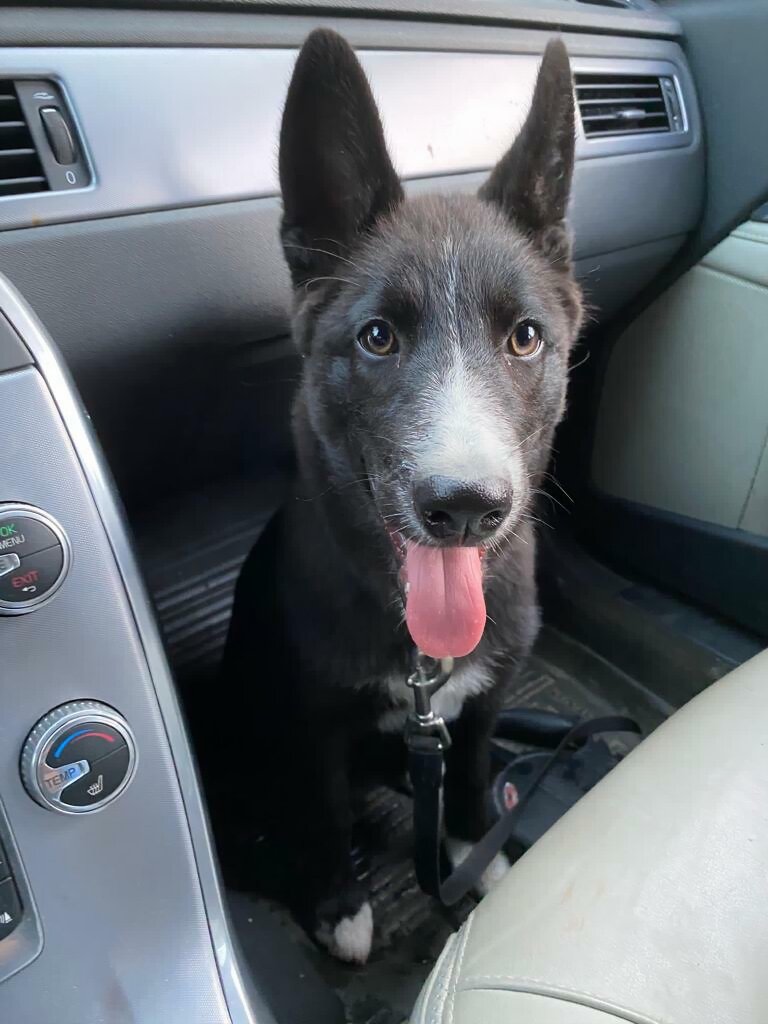 Маленькая Ася, это она на видео о том как распознать боли в животе у щенка см ниже