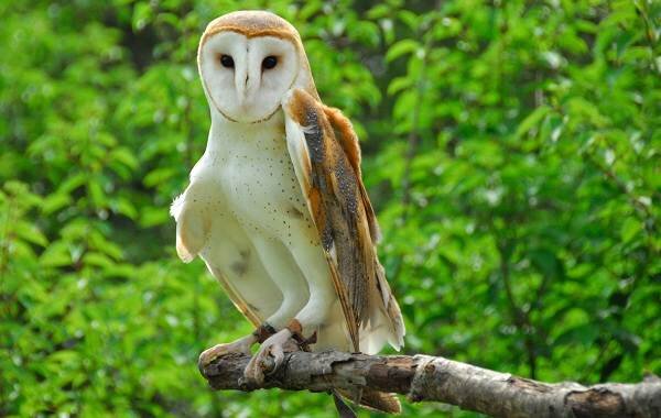 Фото из доступных источников