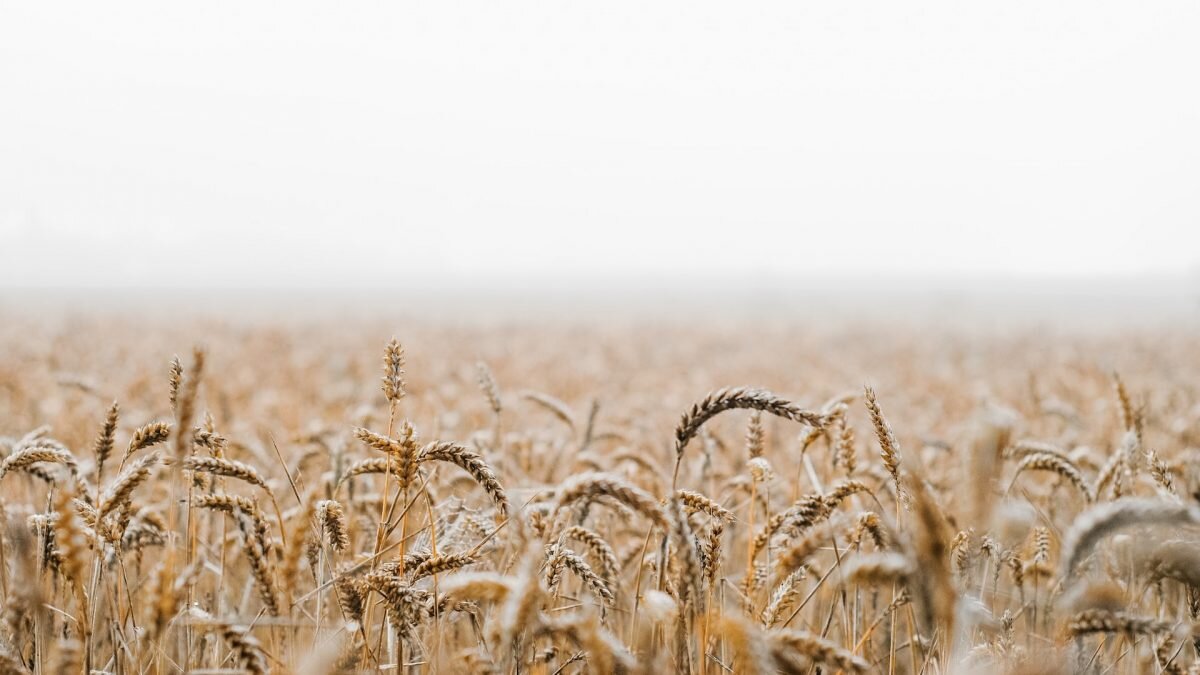    Фото: Unsplash Август Макаров