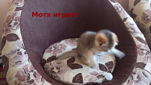 Мотя играет