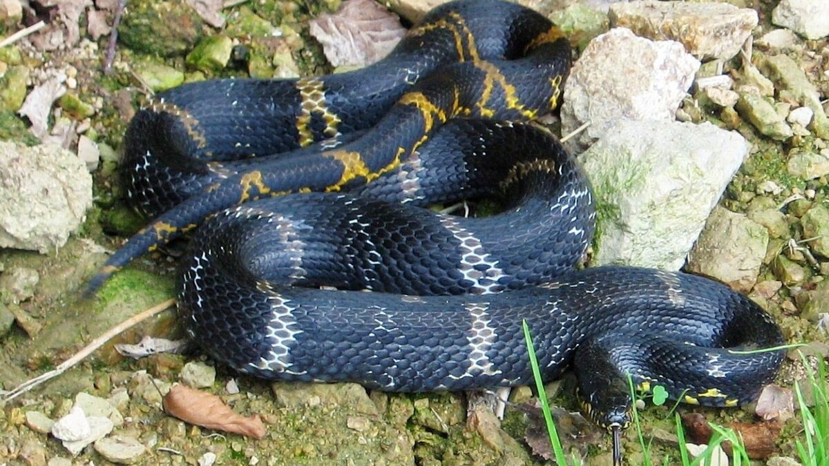     На оборонном ракетно-космическом предприятии МАК «Вымпел» на улице Героев Панфиловцев в Москве обнаружили агрессивную змею, которая заползла в контейнер с оборудованием. Как сообщает Mash, в ящике рабочих предприятия ожидал сюрприз — враждебно настроенный 1,5-метровый амурский полоз.