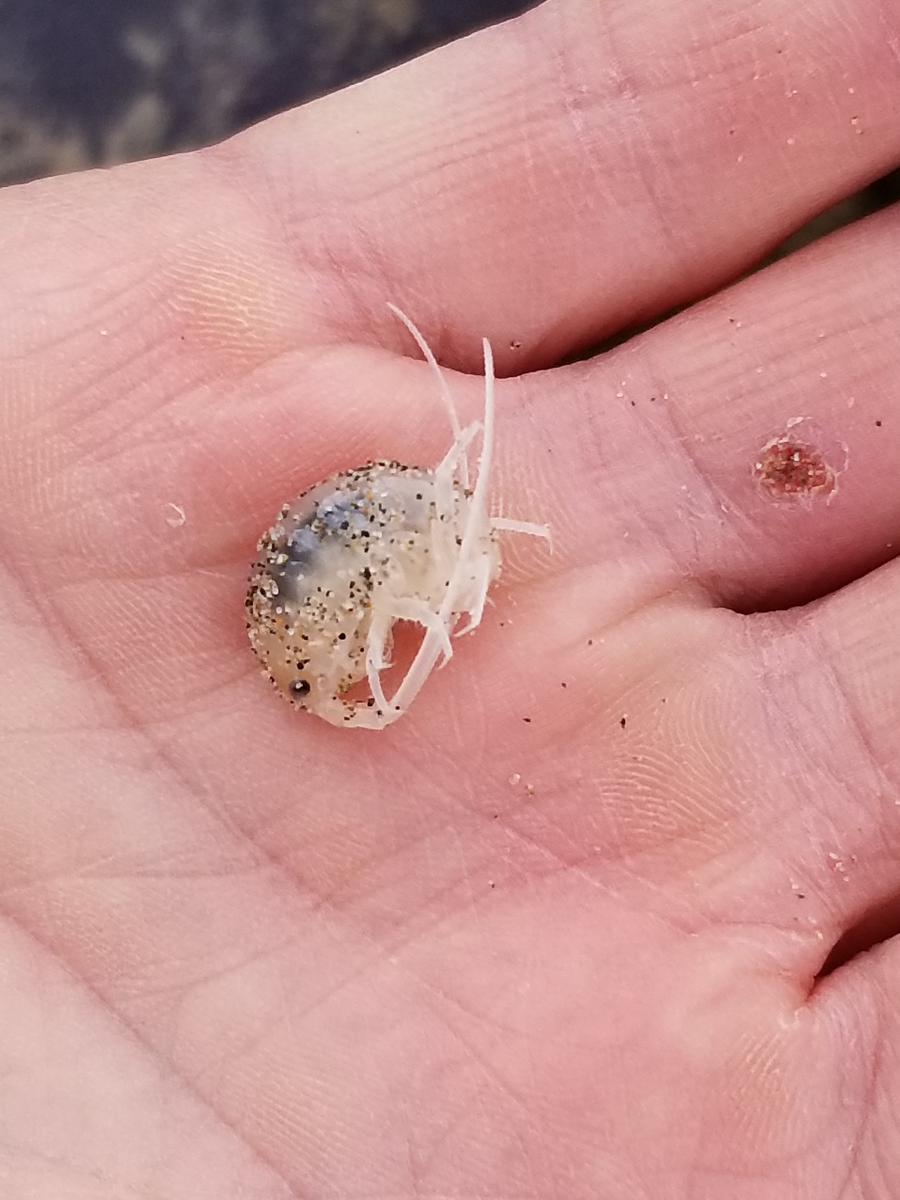 Он ведь даже похож на креветочку! Как такое кусаться может? 