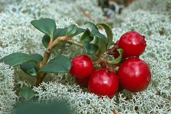    Компания «Берегиня» из Нижневартовского района активно использует меры по поддержке бизнеса