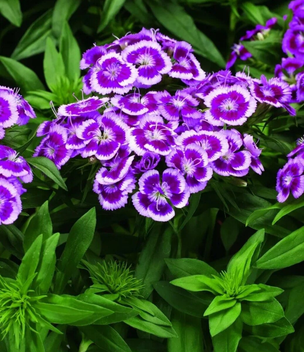 Гвоздика бородатая Dianthus barbatus