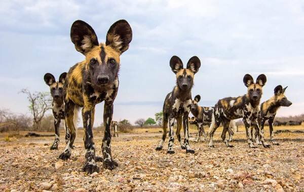    Фото: из открытых источников